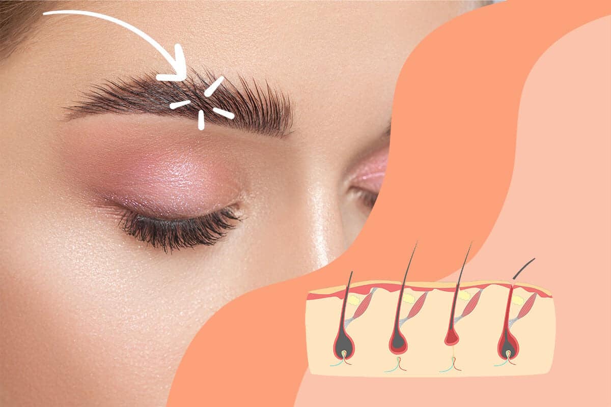 Eyebrow growth cycle: how fast do eyebrows grow?